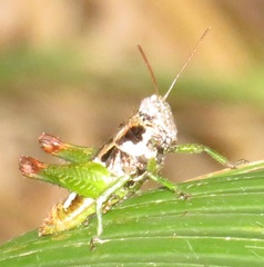 Parepistaurus eburlineatus