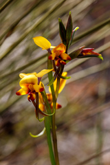 Diuris perialla