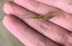 Macrobrachium lanchesteri