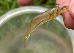 Macrobrachium lanchesteri