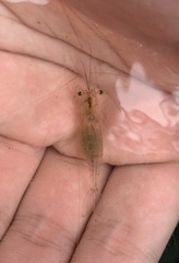 Macrobrachium lanchesteri