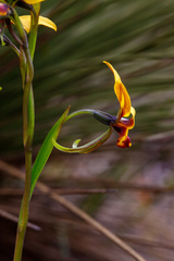 Diuris perialla
