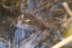 Rana pretiosa