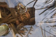 Rana pretiosa