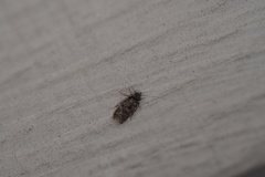 Lepidopsocidae