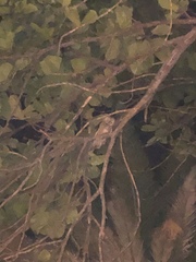 Asio otus canariensis