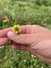 Geum × aurantiacum