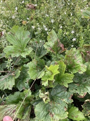 Geum × aurantiacum