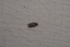 Lepidopsocidae