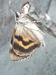 Catocala grynea