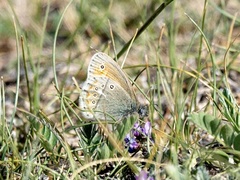 Coenonympha amaryllis