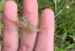 Macrobrachium nipponense