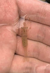 Macrobrachium nipponense