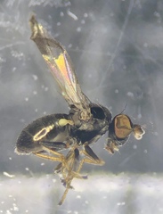 Hydrelliinae