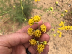 Hymenopappus flavescens