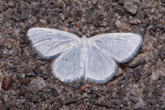 Protitame virginalis