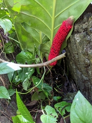 Anthurium cubense