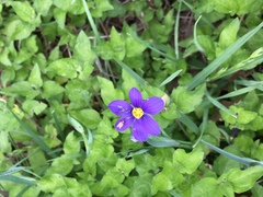 Sisyrinchium pruinosum
