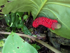 Anthurium cubense