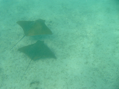 Rhinoptera steindachneri