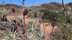 Puya venusta