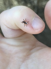 Lipoptena depressa