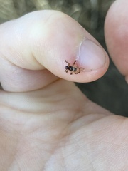 Lipoptena depressa
