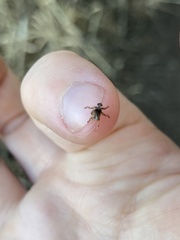 Lipoptena depressa