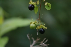 Jasminum nervosum