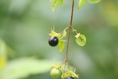 Jasminum nervosum
