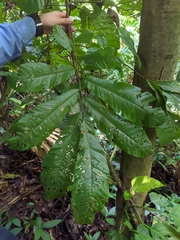 Cupania scrobiculata