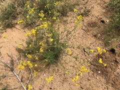 Hymenopappus flavescens