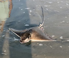 Myliobatis freminvillei