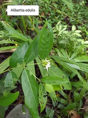 Alibertia edulis