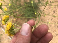 Hymenopappus flavescens