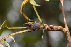 Meropachyini