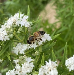 Apis mellifera