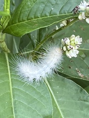 Spilosoma virginica