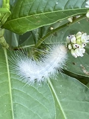 Spilosoma virginica