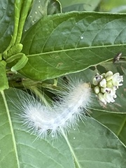 Spilosoma virginica
