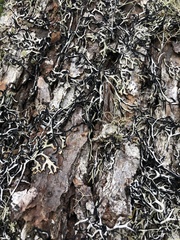 Hypogymnia duplicata