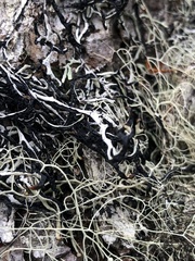 Hypogymnia duplicata