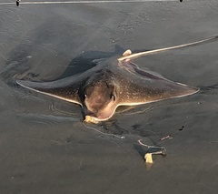 Myliobatis freminvillei