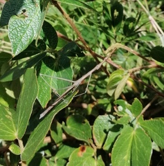 Microcoema acuminata
