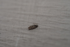 Lepidopsocidae