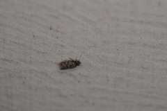 Lepidopsocidae