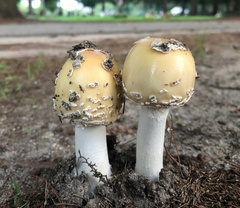 Amanita russuloides