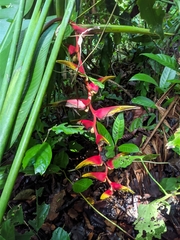 Heliconia platystachys
