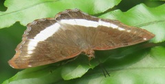 Eurytela hiarbas angustata