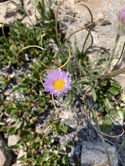 Erigeron lackschewitzii